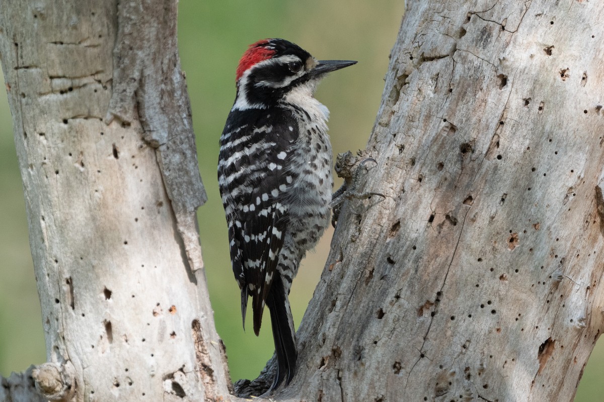 Nuttall's Woodpecker - ML321361861