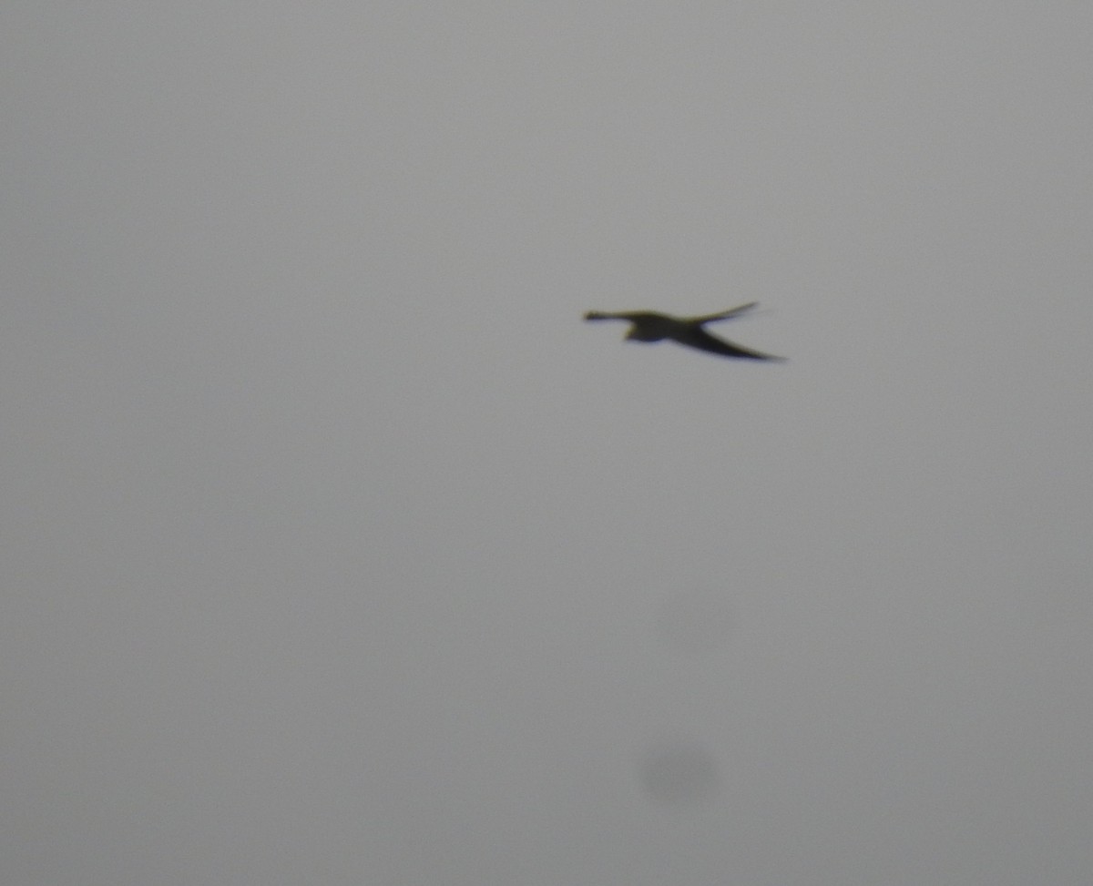 Swallow-tailed Kite - ML321365601