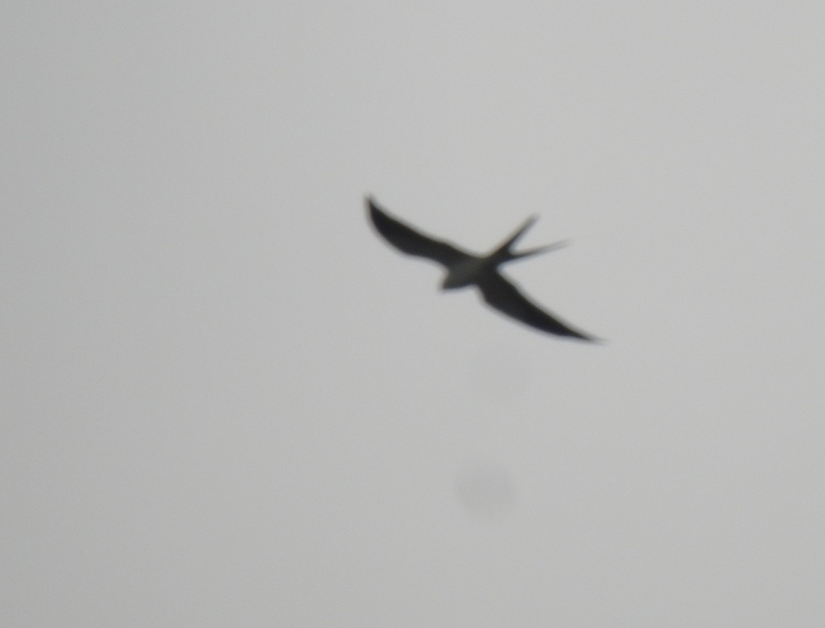Swallow-tailed Kite - ML321365641