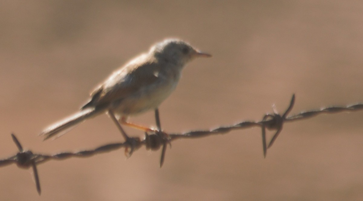 Spectacled Warbler - Pedro Cardia