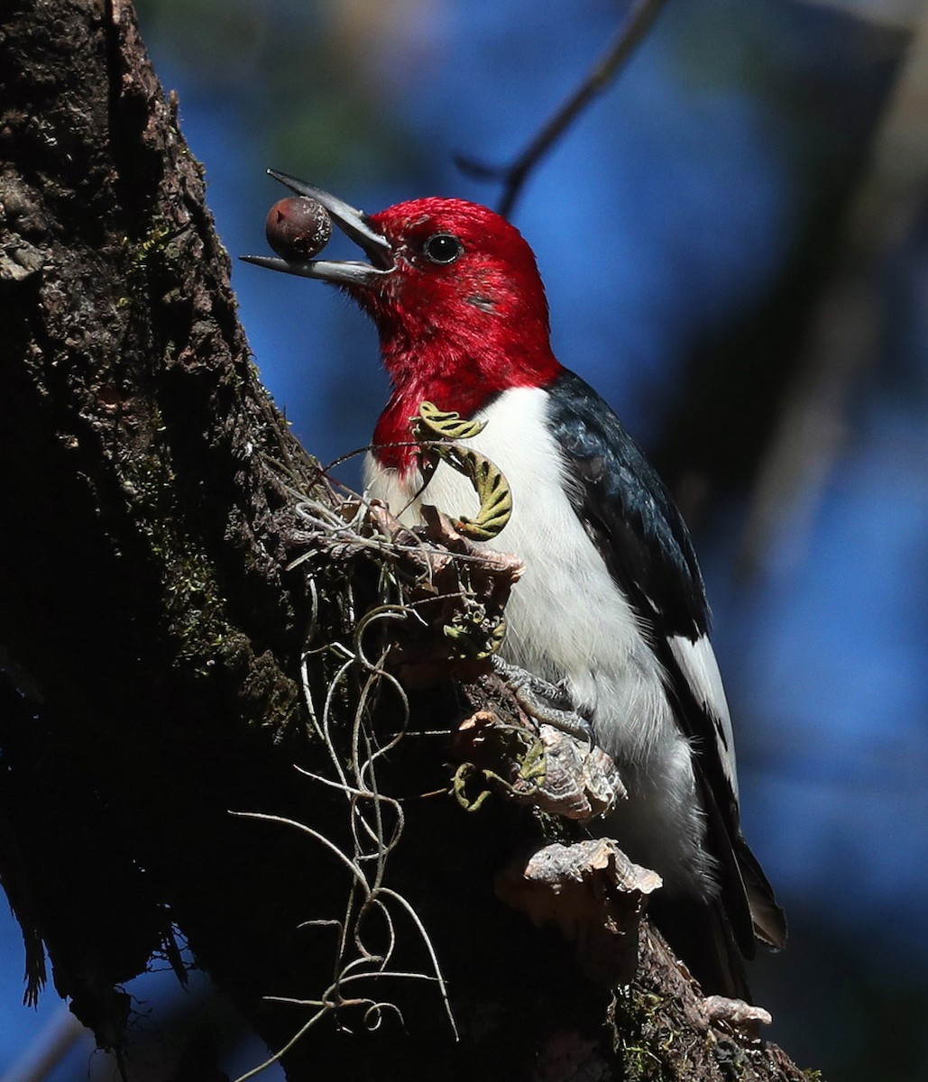 Red-headed Woodpecker - ML321373981