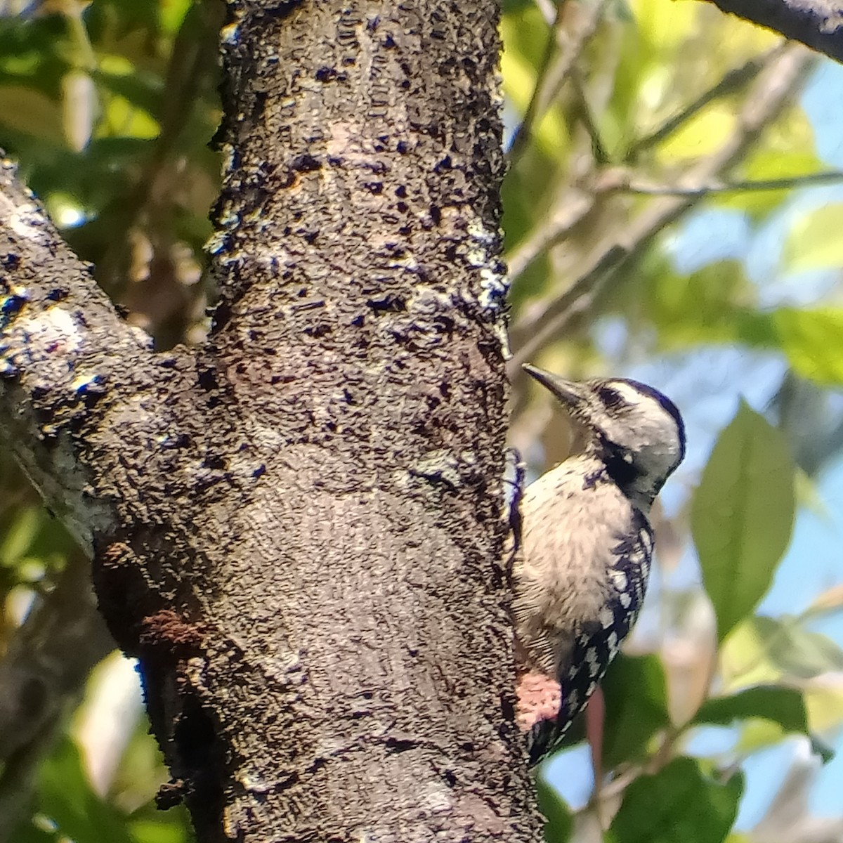Sunda Pygmy Woodpecker - ML321374461