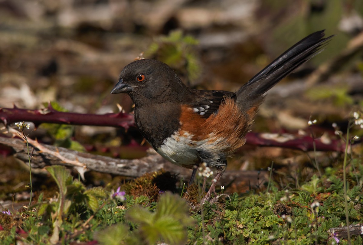 Spotted Towhee - ML321375351