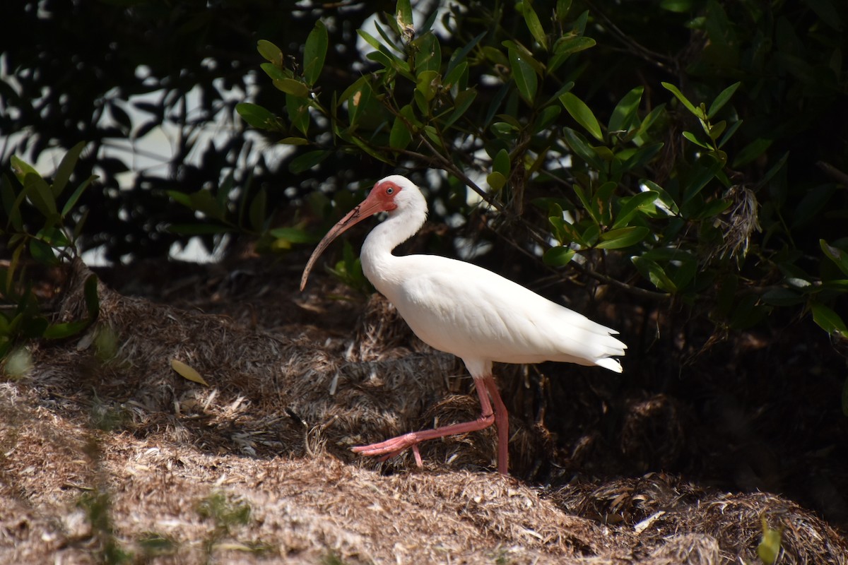 White Ibis - Hannah Criswell