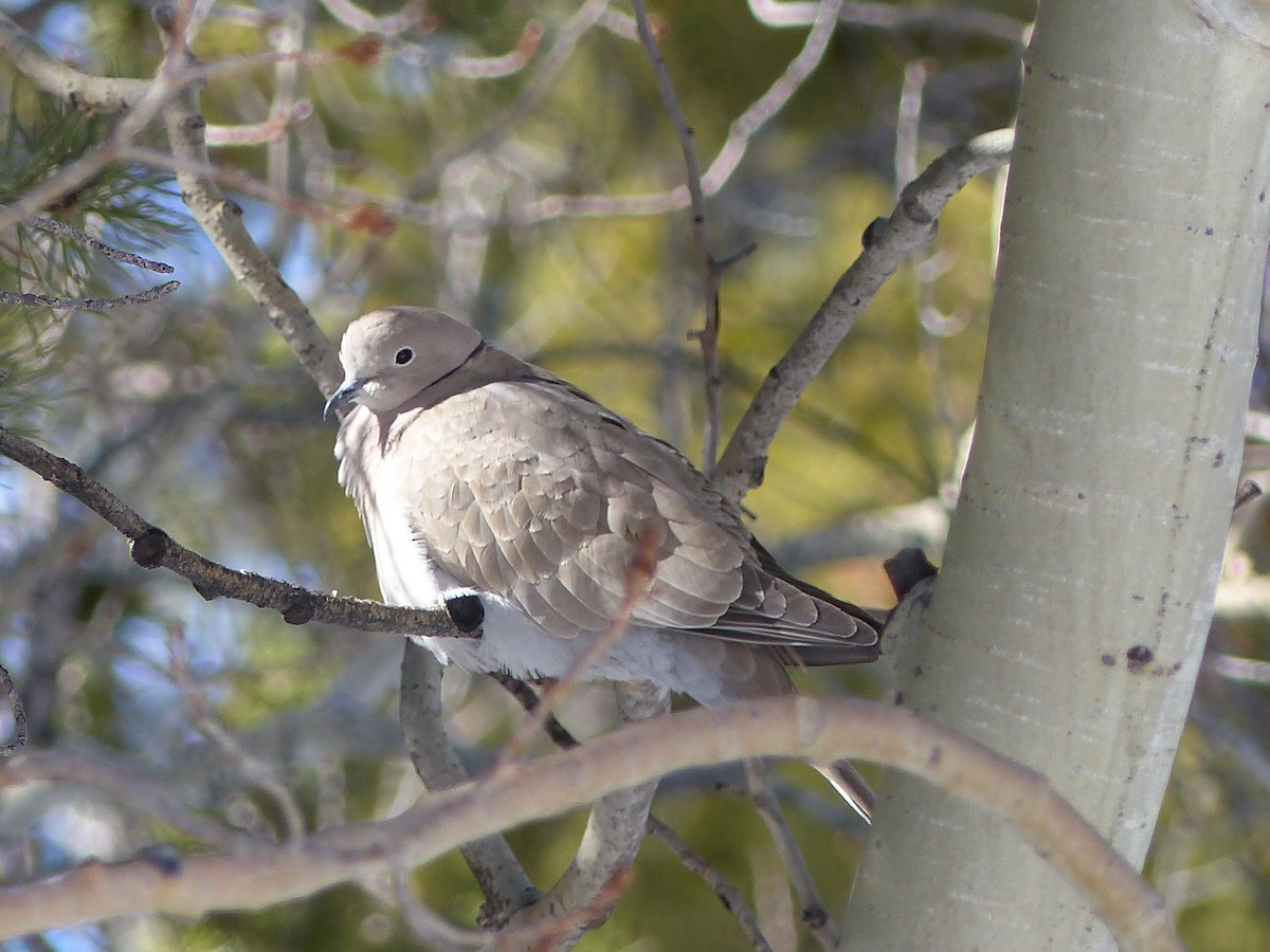 Eurasian Collared-Dove - Sally Brady