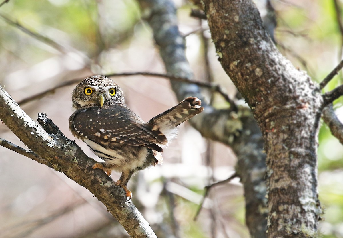 Northern Pygmy-Owl (Mountain) - Andrew Spencer