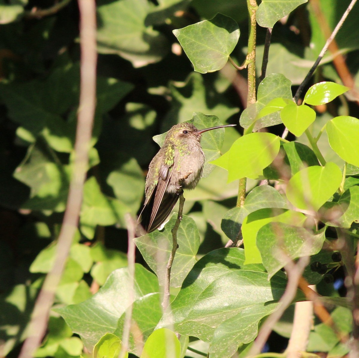 Broad-billed Hummingbird - ML321389771