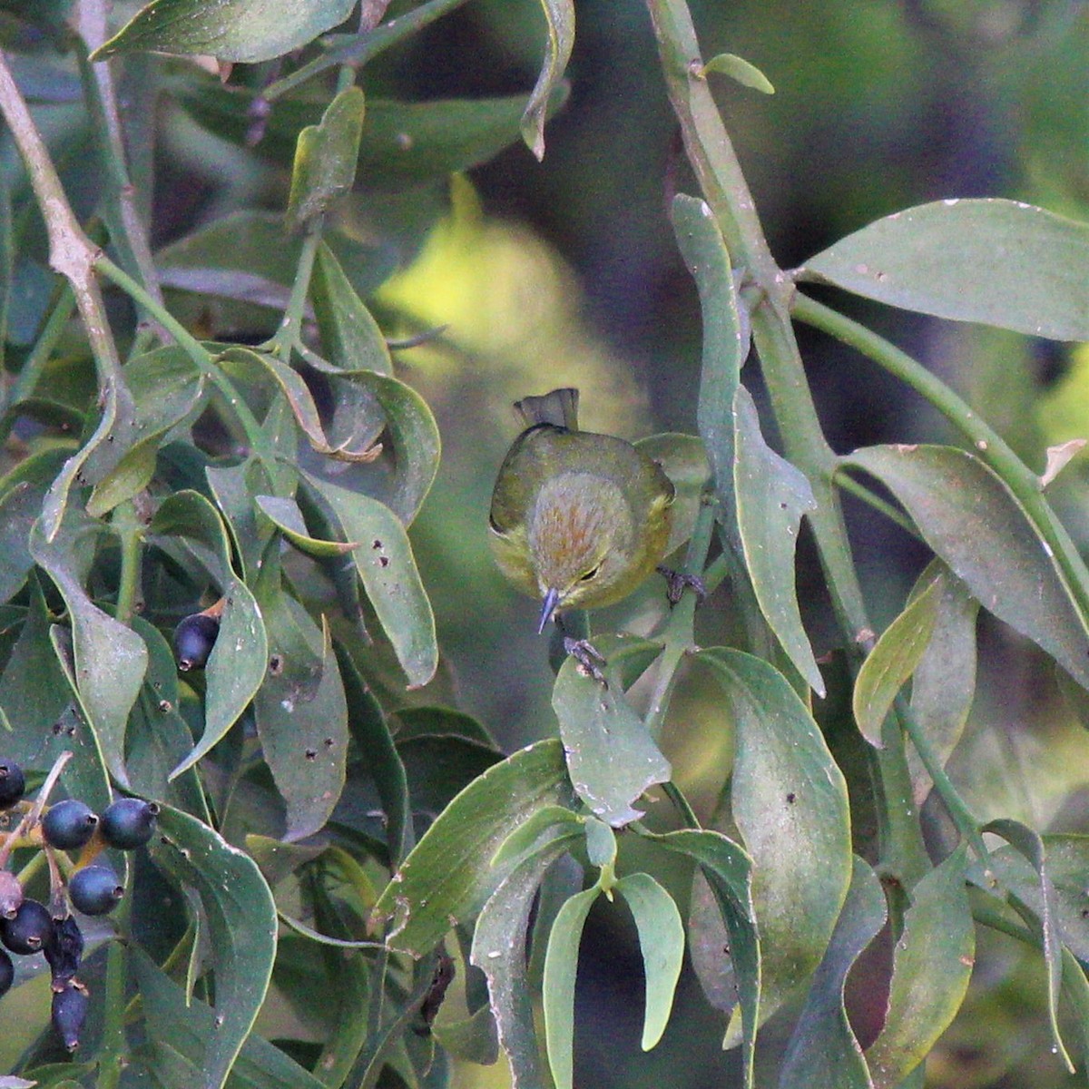 Orange-crowned Warbler - ML321389971