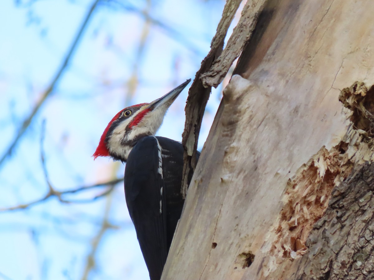 Pileated Woodpecker - ML321390631
