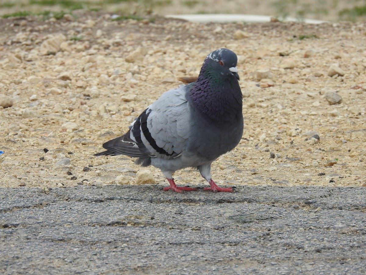 Rock Pigeon (Feral Pigeon) - ML321393811