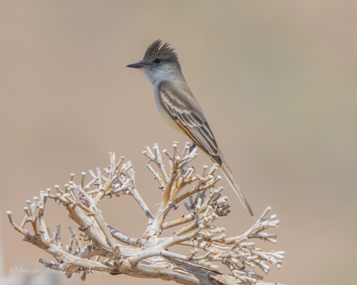 Ash-throated Flycatcher - George Arnold