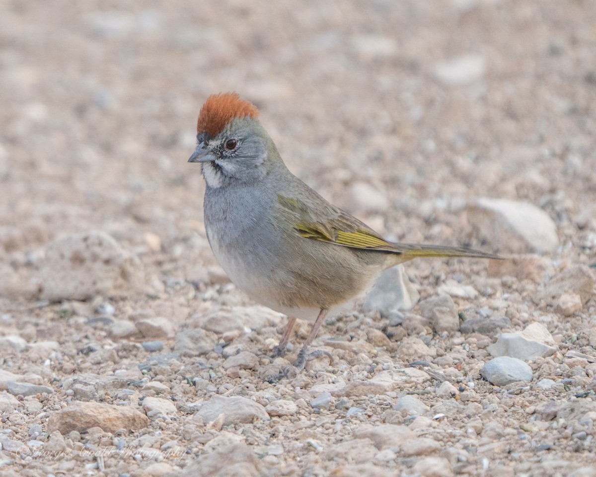 Green-tailed Towhee - George Arnold