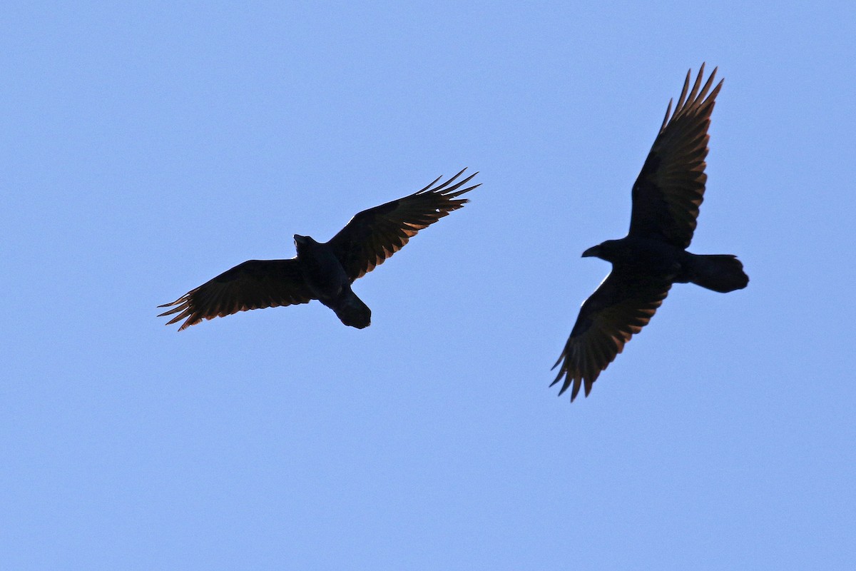 Common Raven - Joan Tisdale