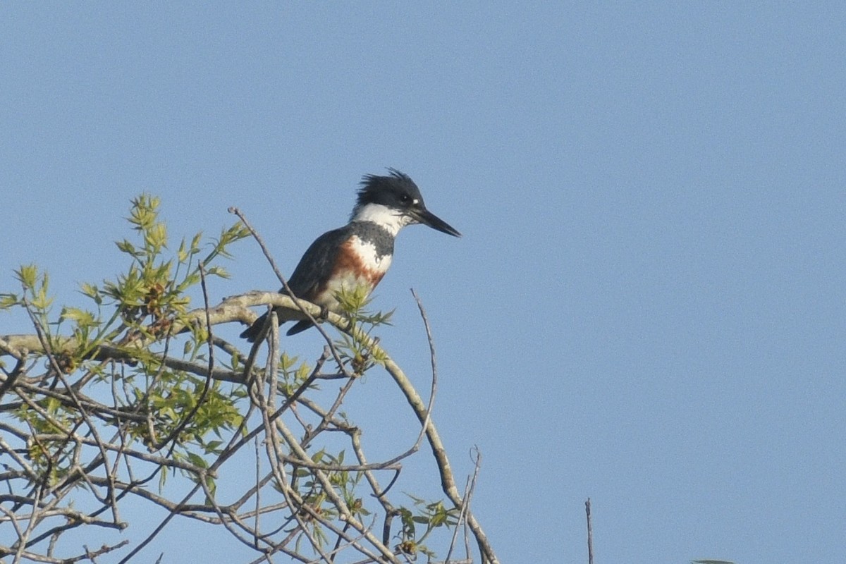 Belted Kingfisher - ML321417261