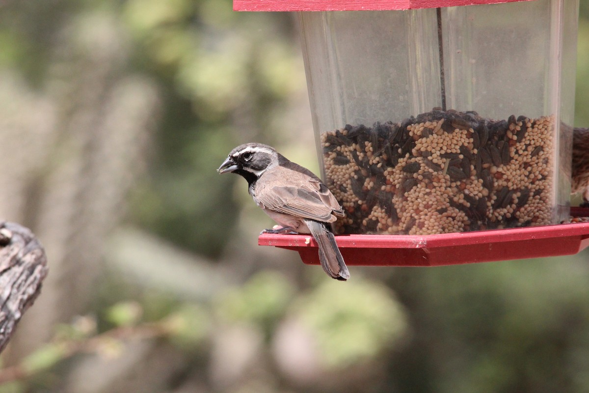 Black-throated Sparrow - Ashley Merritt