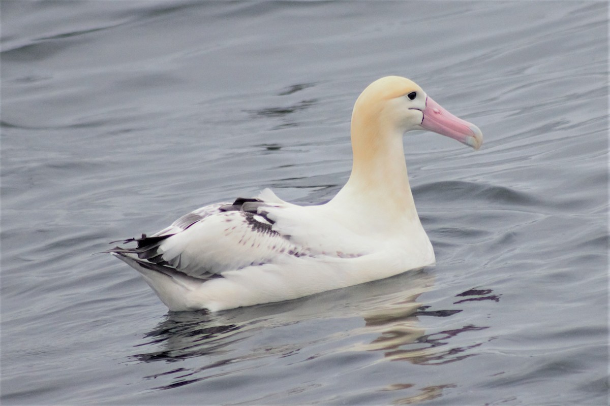 Short-tailed Albatross - Jessica Rich