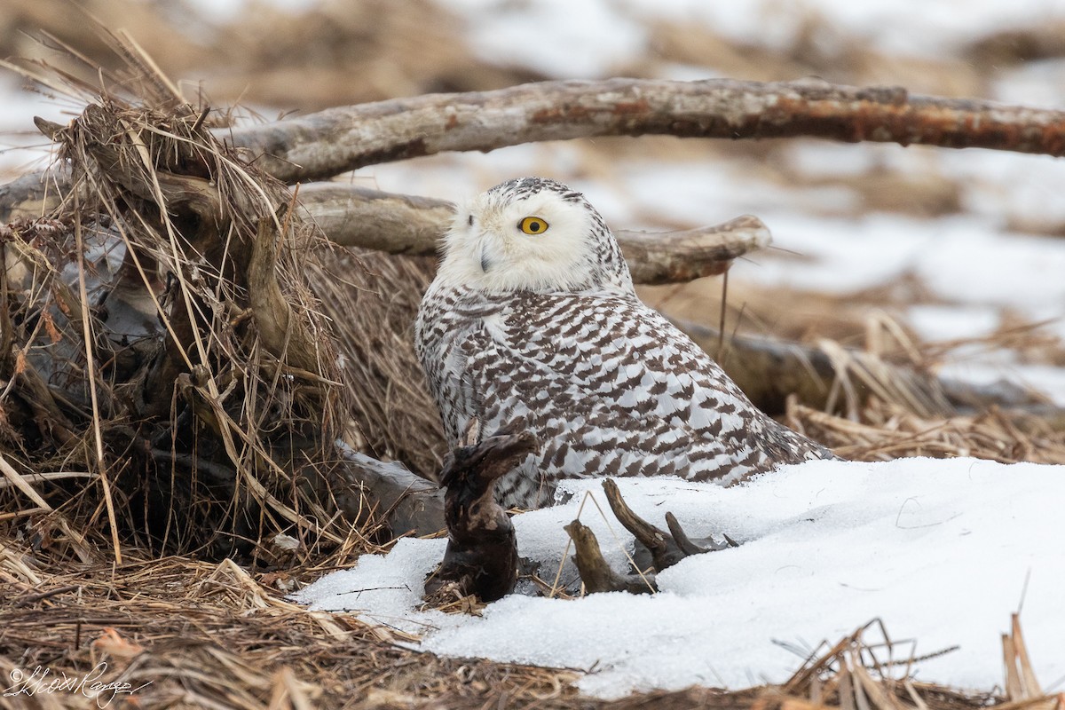 Snowy Owl - Scott Ranger