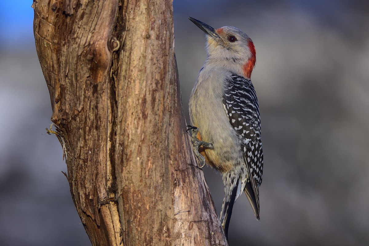 Red-bellied Woodpecker - ML321426361