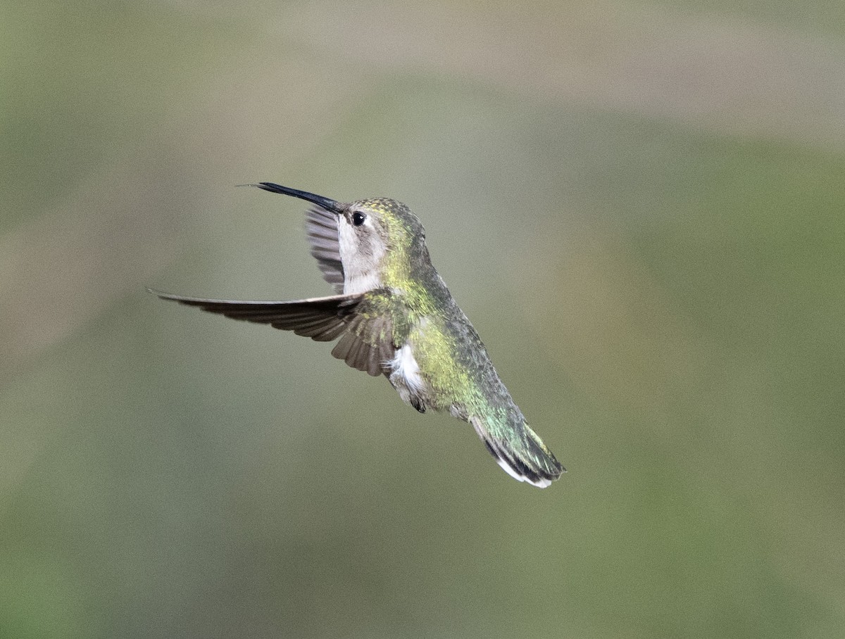 Costa's Hummingbird - Kraig Cawley