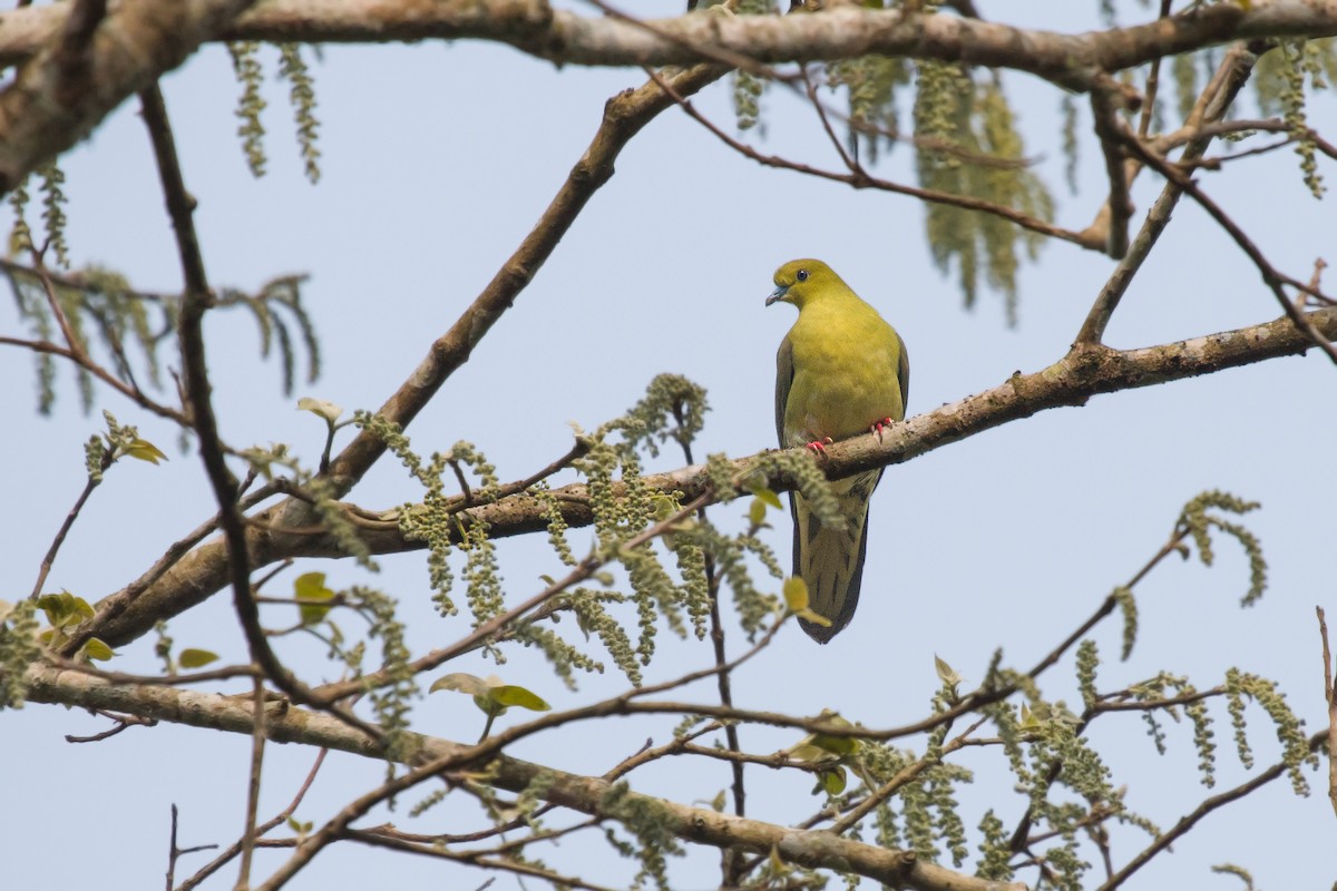 Wedge-tailed Green-Pigeon - ML321436331