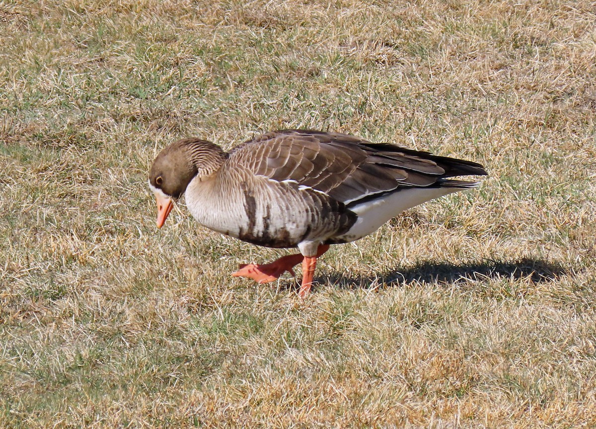 Greater White-fronted Goose - ML321441551