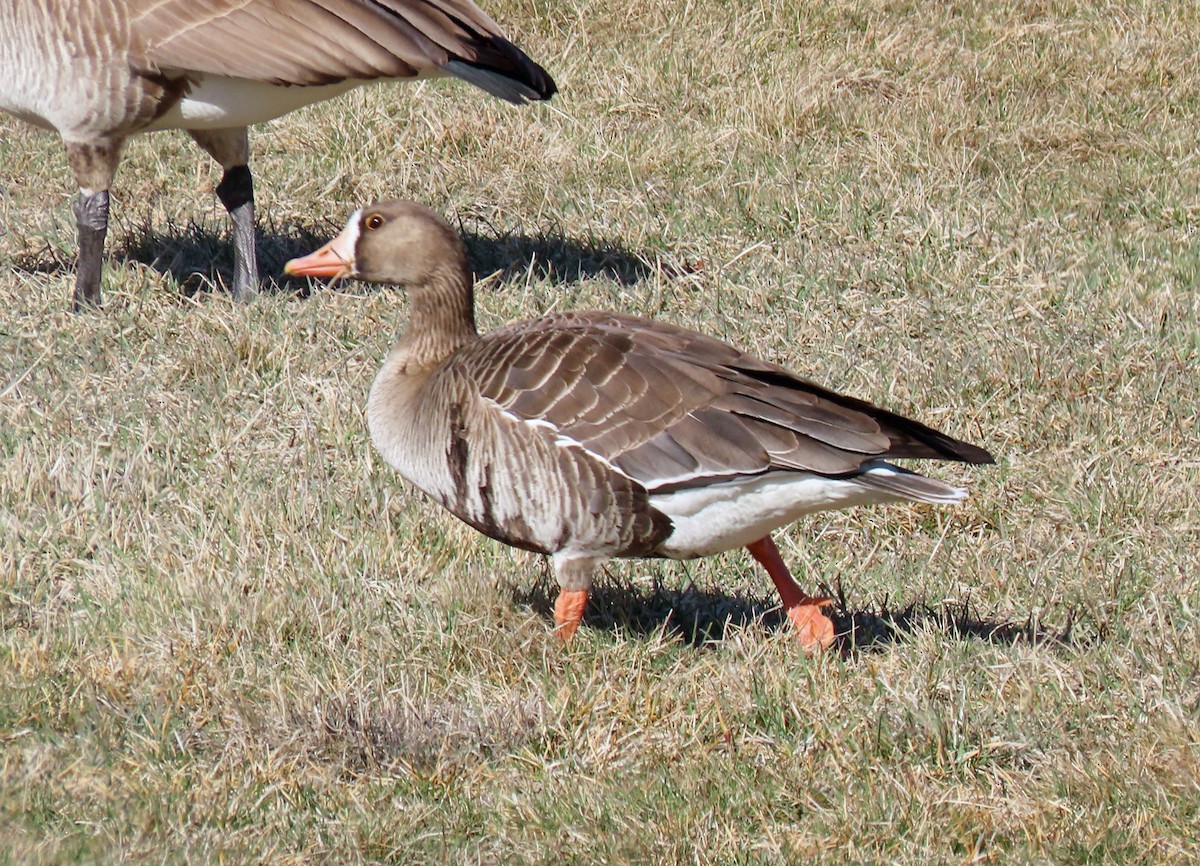 Greater White-fronted Goose - ML321441681