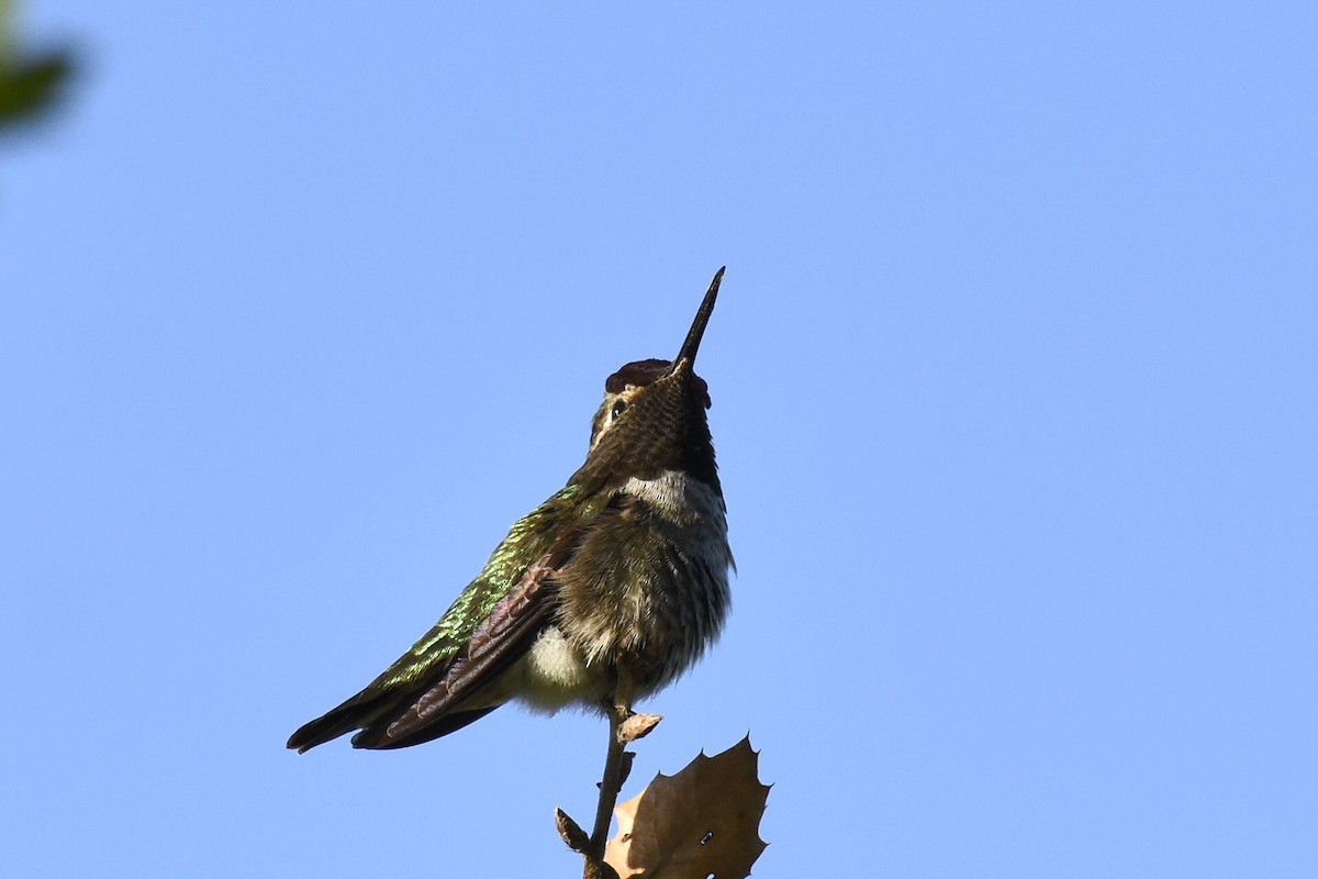Anna's Hummingbird - ML321444051