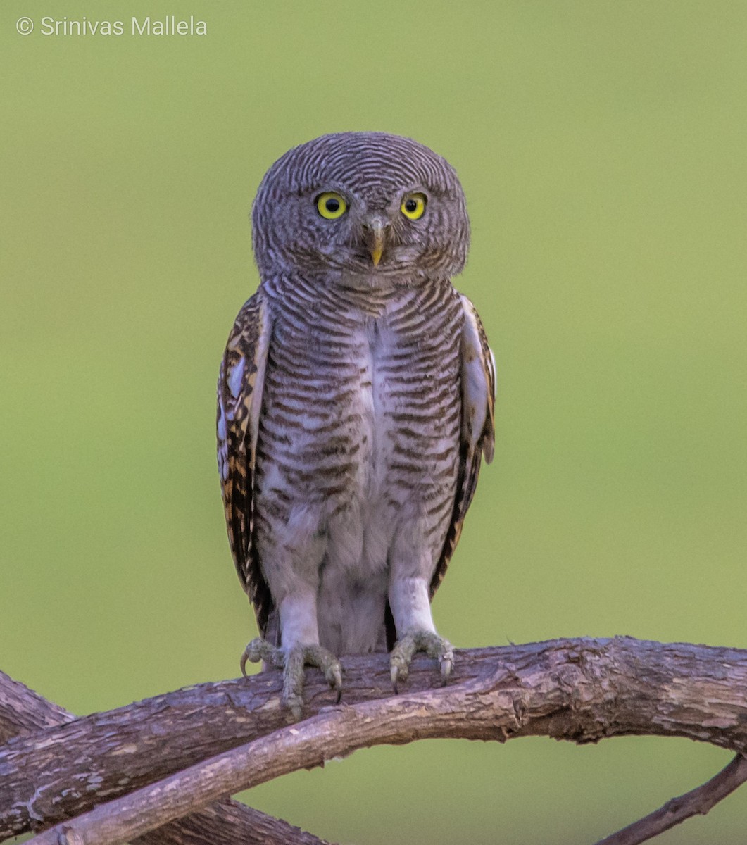 Jungle Owlet - Srinivas Mallela