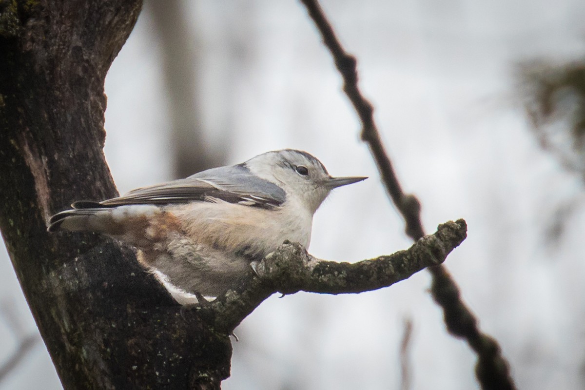 White-breasted Nuthatch - ML321446401