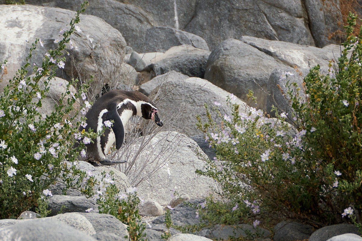 Humboldt Penguin - ML321447871