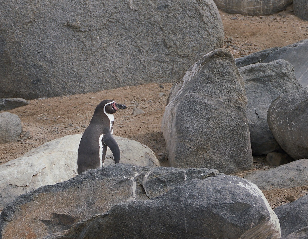 Humboldt Penguin - ML321447881
