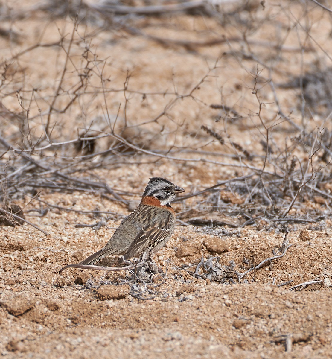 Rufous-collared Sparrow - Luis Salazar Vargas