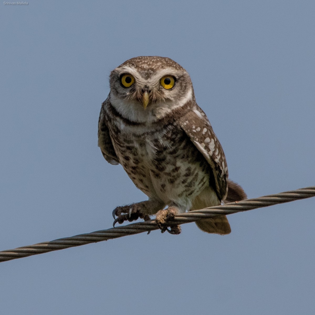 Spotted Owlet - ML321448401