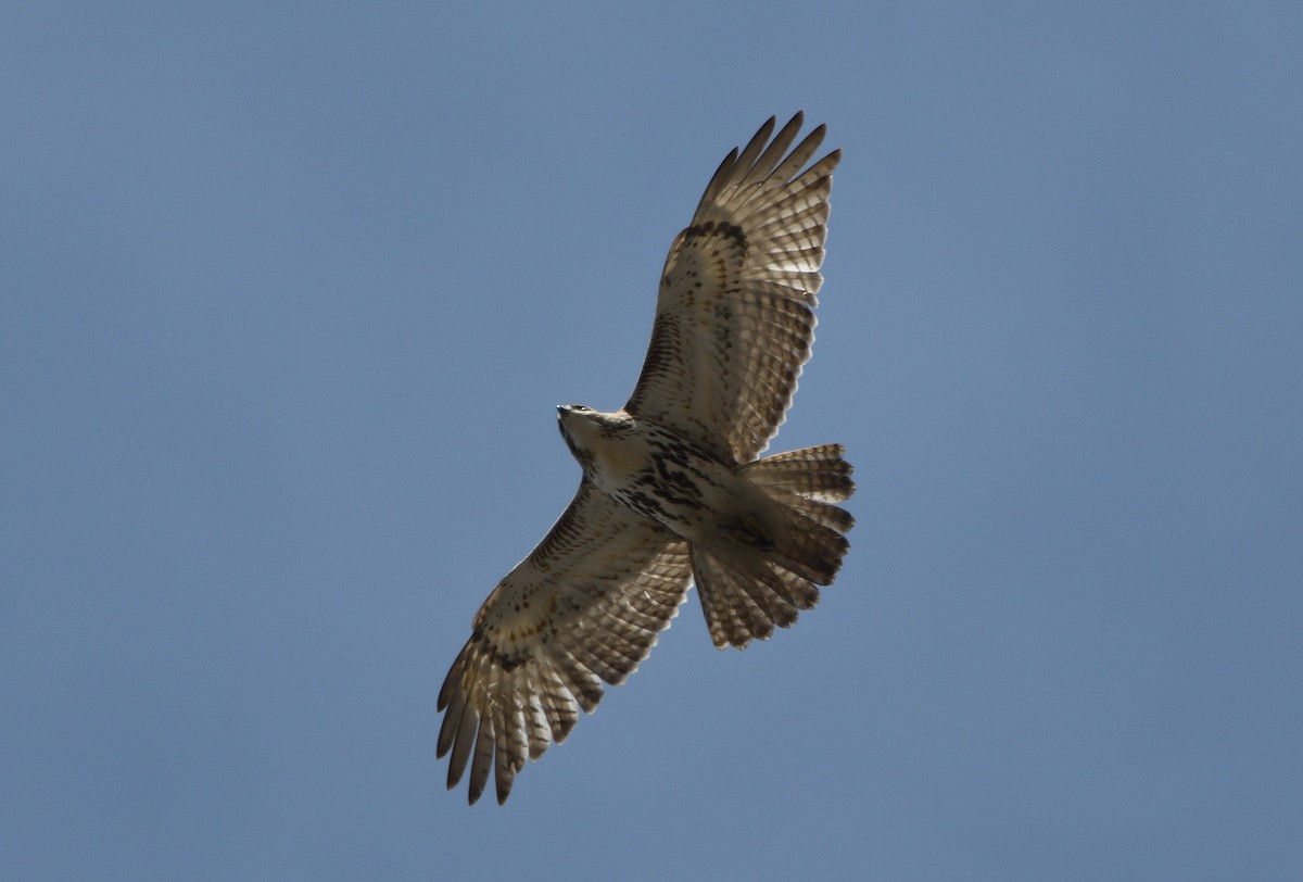 Red-tailed Hawk - ML321448431