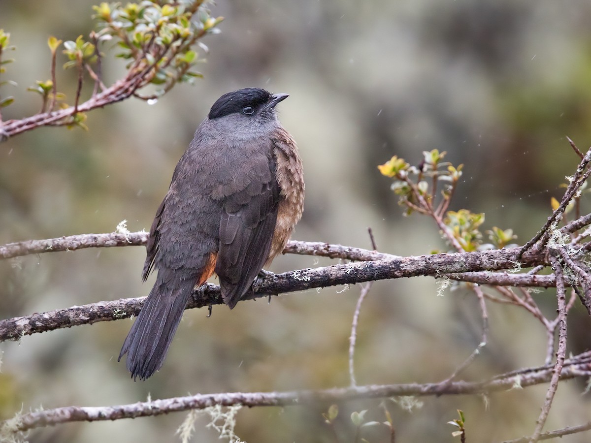 Bay-vented Cotinga - Doliornis sclateri - Birds of the World