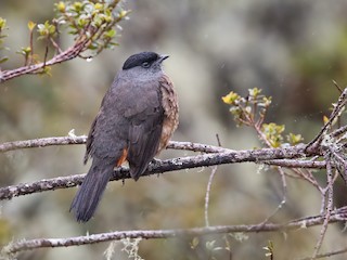  - Bay-vented Cotinga