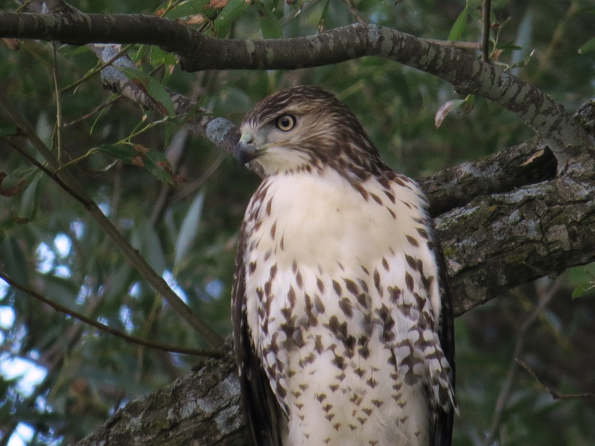 Red-tailed Hawk - ML32145251