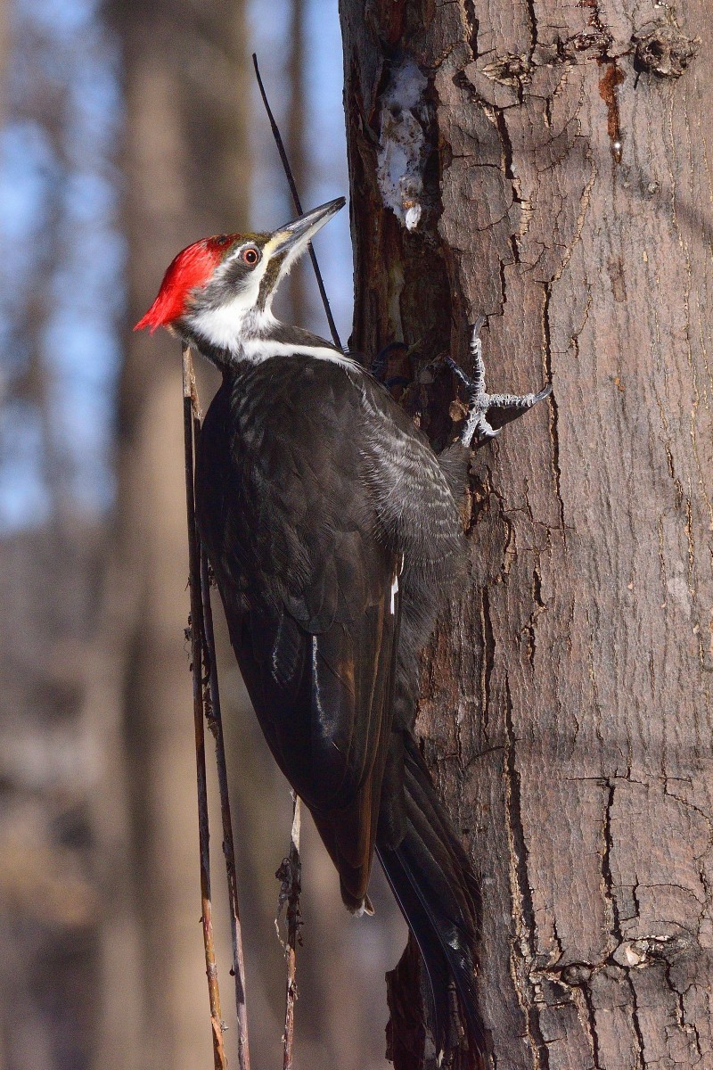 Pileated Woodpecker - ML321456141