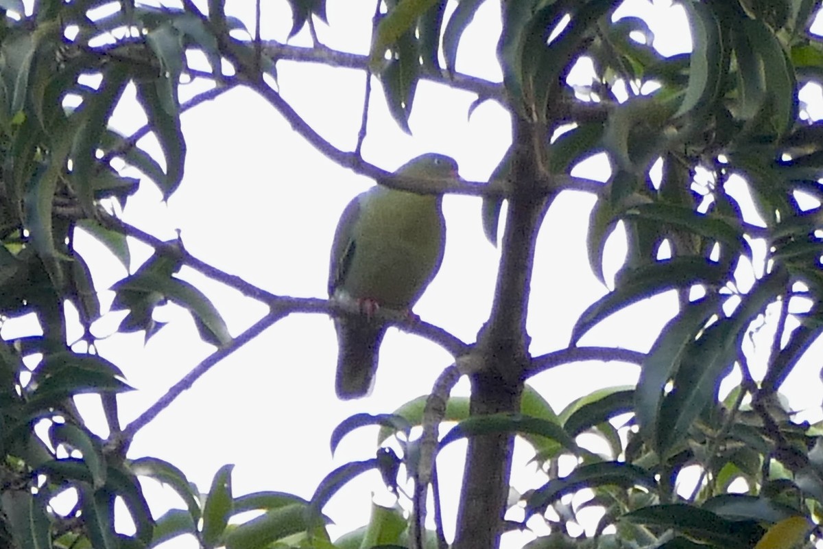 African Green-Pigeon - ML321457641