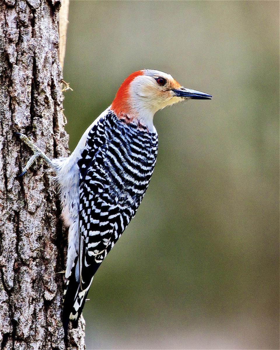 Red-bellied Woodpecker - ML321459201