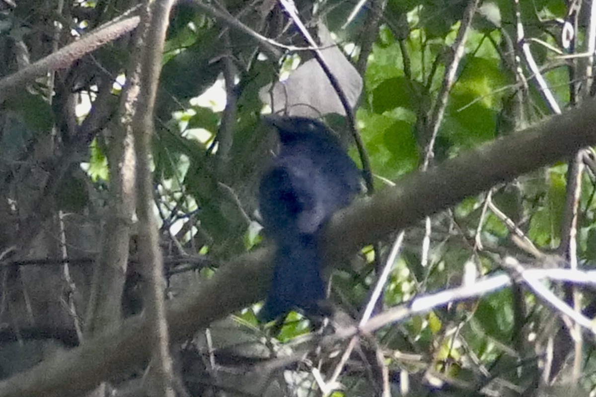 Square-tailed Drongo - ML321459771