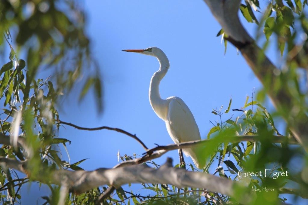 Great Egret - U3A Bird Group Two