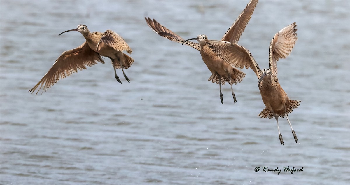 Long-billed Curlew - ML321481091