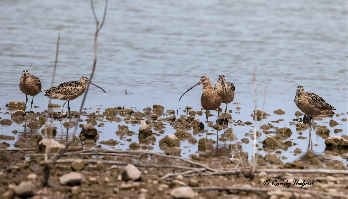 Long-billed Curlew - ML321481101