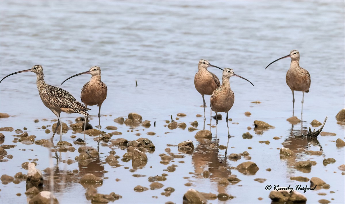 Long-billed Curlew - Randy Hesford