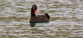 Black Swan, ML321481581