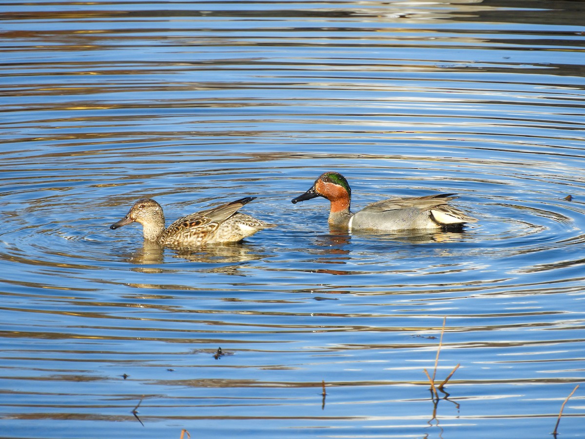 Green-winged Teal - ML321483591