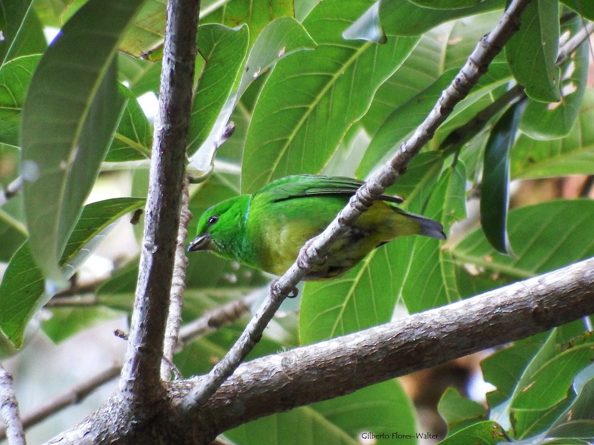 Blue-crowned Chlorophonia - Gilberto Flores-Walter (Feathers Birding)