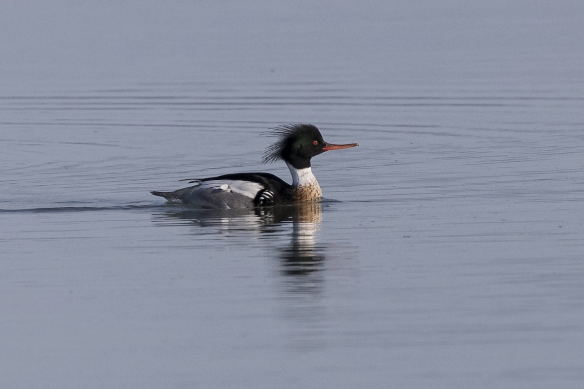 Red-breasted Merganser - Anthony Gliozzo