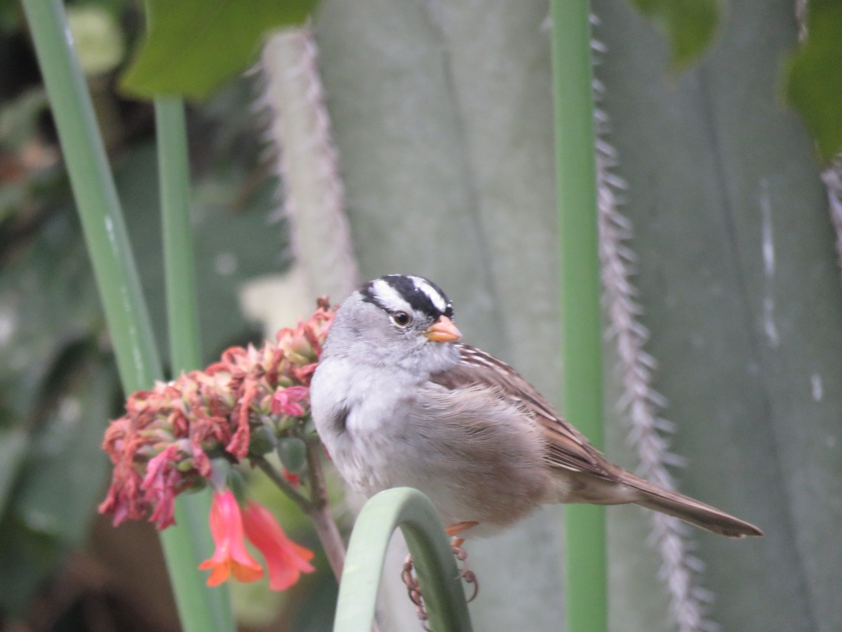 White-crowned Sparrow - ML321486801